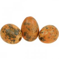 Artikel Wachteleier Deko Ausgeblasene Eier Orange Apricot 3cm 50 St