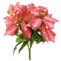 Artikel Weihnachtsstern Künstlich Rot Rosa L35cm 6 Stiele 2 Bunde