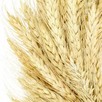 Naturkranz, Weizenkranz, Ährenkranz, Getreidekranz 30cm