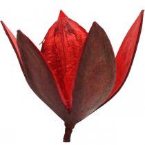 Artikel Wildlilie Rot Naturdeko Trockenblumen 6-8cm 50 St