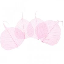 Artikel Skelettblätter Willowblätter skelettiert Rosa 5-9cm 200 St
