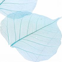 Artikel Willowblätter, Naturblätter der Weide, Trockenblätter skelettiert Türkisblau 200St