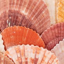 Artikel Teelichthalter aus Glas mit echten Muscheln, Ø 11 cm, H 12 cm, natürliche Farben