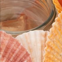Artikel Teelichthalter aus Glas mit echten Muscheln, Ø 11 cm, H 12 cm, natürliche Farben