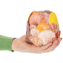 Artikel Teelichthalter aus Glas mit echten Muscheln, Ø 11 cm, H 12 cm, natürliche Farben