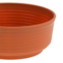 Artikel Z-Schale Plastik Ø16cm 10St