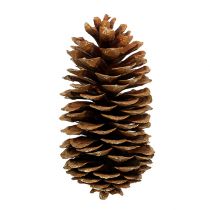 Artikel Zucker-Kiefer Zapfen Natur 20-25cm