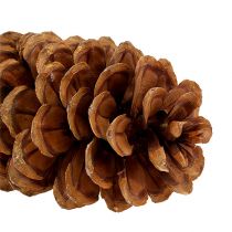 Artikel Zucker-Kiefer Zapfen Natur 20-25cm