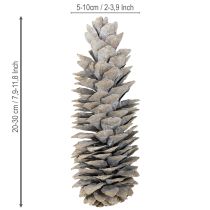 Artikel Dekorativer Zuckerkieferzapfen weißgewaschen 20-30cm