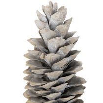 Artikel Zuckerkieferzapfen Holz weißgewaschen 20–30cm