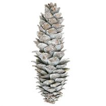 Artikel Dekorativer Zuckerkieferzapfen weißgewaschen 20-30cm