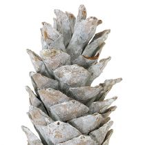 Artikel Dekorativer Zuckerkieferzapfen weißgewaschen 20-30cm
