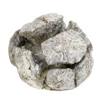 Zypressen Zapfen 3cm Weiß gewaschen 500g