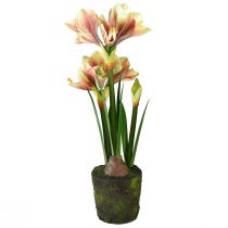 Artikel Amaryllis im Moosballen künstlich mit Rosa-Gelb Gemusterten Blüten – 45 cm – Exotische und stilvolle Dekoration