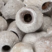 Artikel Bellgums getrocknet weißgewaschen 2–5 cm 500 g für Dekoration