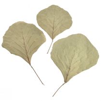 Artikel Cobra Blätter Getrocknet Grün Natur 15cm–17cm 50 St