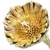 Artikel Compacta Rosette Proteen Grün gefrostet Ø4-5,5cm 20St