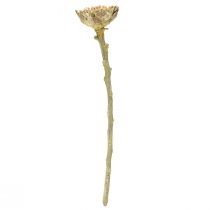 Artikel Getrocknete Compacta Rosette, grün gefrostet, Ø 4-5,5 cm, 20 Stück