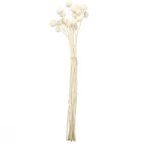 Artikel Craspedia getrocknet Trommelstöckchen Creme 45-55cm 20 St