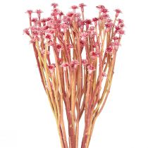Artikel Currykraut Immortelle Künstlich Pink L28cm 12 St 1 Bund