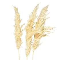 Artikel Deko Pampasgras Creme Trockengräser gebleicht 95cm 3 St