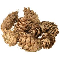 Artikel Douglas Zapfen 1,3kg