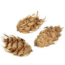Artikel Douglasienzapfen 1,3kg Natur, ca. 5-8cm, Dekoration und Basteln