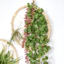Artikel Echeveria Künstliche Hängepflanzen in Grün B12cm L50cm