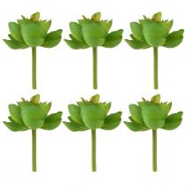 Artikel Echeveria Künstliche Sukkulenten Grün Ø7cm 6St