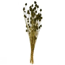 Artikel Erdbeerdistel Trockendeko Olivgrün Ø1–2cm L55cm 100g