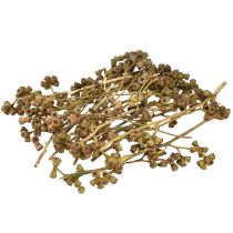 Artikel Eukalyptuszweige Natur Deko Exoten Eukalyptus 20-30cm 25St