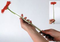 Artikel Transparenter Kunststoff-Stützschlauch für Gerbera 200m Rolle
