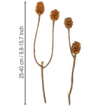 Artikel Glabrum-Leucospermum-Zweige, Getrocknet, Naturfarben, 25–40 cm, 25 Stück