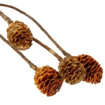 Artikel Glabrum-Leucospermum-Zweige, Getrocknet, Naturfarben, 25–40 cm, 25 Stück