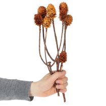 Artikel Glabrum-Leucospermum-Zweige, Getrocknet, Naturfarben, 25–40 cm, 25 Stück