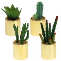 Kakteen Grün im goldenen Topf 12cm - 17cm 4St