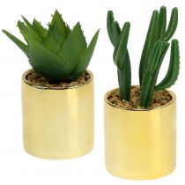 Kakteen Grün im goldenen Topf 12cm - 17cm 4St