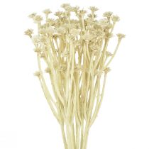 Artikel Künstliches Currykraut Weiß Beige L28cm 12 St 1 Bund