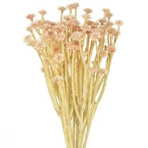 Artikel Italienische Strohblume Künstliche Blumen Rosa L28cm