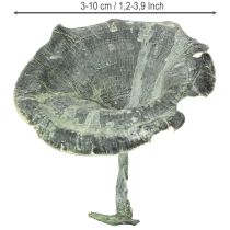 Artikel Trockenpilze Kalix Grün Weiß gewaschen 3–10 cm 100 Stück