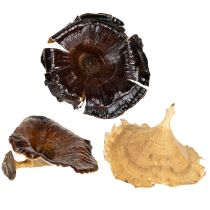 Artikel Deko Kalix-Pilze lackiert für Herbst- und Winterdekoration 100 Stück
