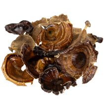 Artikel Kalix Pilze getrocknet natur lackiert 4–8,5cm 100 Stück