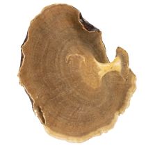 Artikel Deko Kalix-Pilze lackiert für Herbst- und Winterdekoration 100 Stück