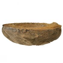 Artikel Kokosnuss als Pflanzschale Natur Pflanztopf 20cm 5 St