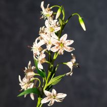 Artikel Künstlicher Lilienstiel aus Seidenstoff, 82 cm, Weiß-Grün-Bordeaux, 2er Set