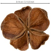 Artikel Getrockneter Landlotus für dekorative Arrangements 50 St
