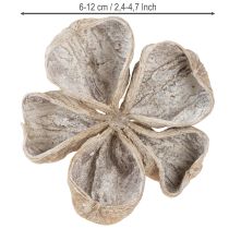 Artikel Trockenblume Landlotus Holz naturbelassen Weiß gewaschen 6-12cm 50 Stück
