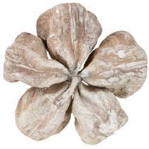 Artikel Trockenblume Landlotus Holz naturbelassen Weiß gewaschen 6-12cm 50 Stück