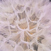 Artikel Riesen-Pusteblume Trockenblumen Rosa 50cm 4 Stück