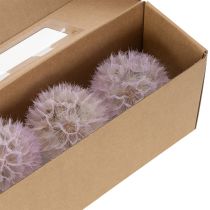 Artikel Riesen-Pusteblume Trockenblumen Rosa 50cm 4 Stück
